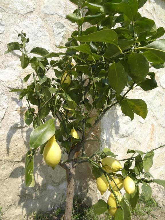 Les 4 Elements Bed and Breakfast Tourrettes-sur-Loup Eksteriør billede